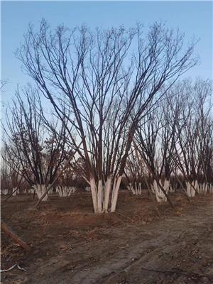 高度400厘米丛生蒙古栎